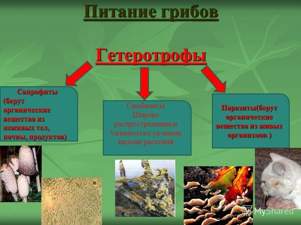 Какой тип питания характерен для шампиньона. Питание грибов сапрофиты и паразиты. Гетеротрофное питание грибов. Грибы Тип питания гетеротрофный. Питание грибов сапрофиты паразиты симбионты.