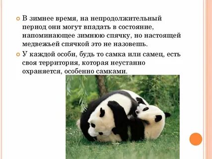 Какие имена панды