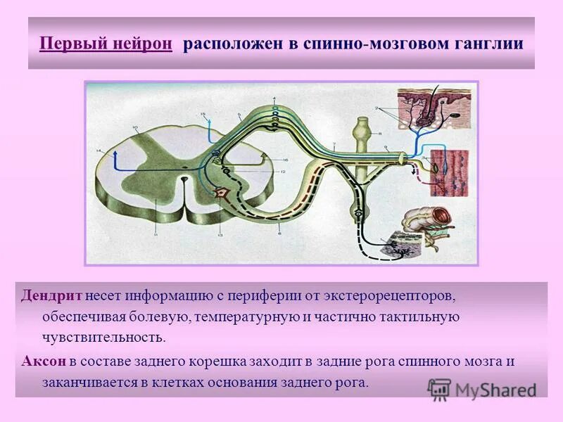 Спинномозговой узел спинного мозга. Мультиполярные нейроны функции. Чувствительные нейроны спинного мозга расположены. Где расположены нейроны. Вегетативная нервная система схема спинного мозга.