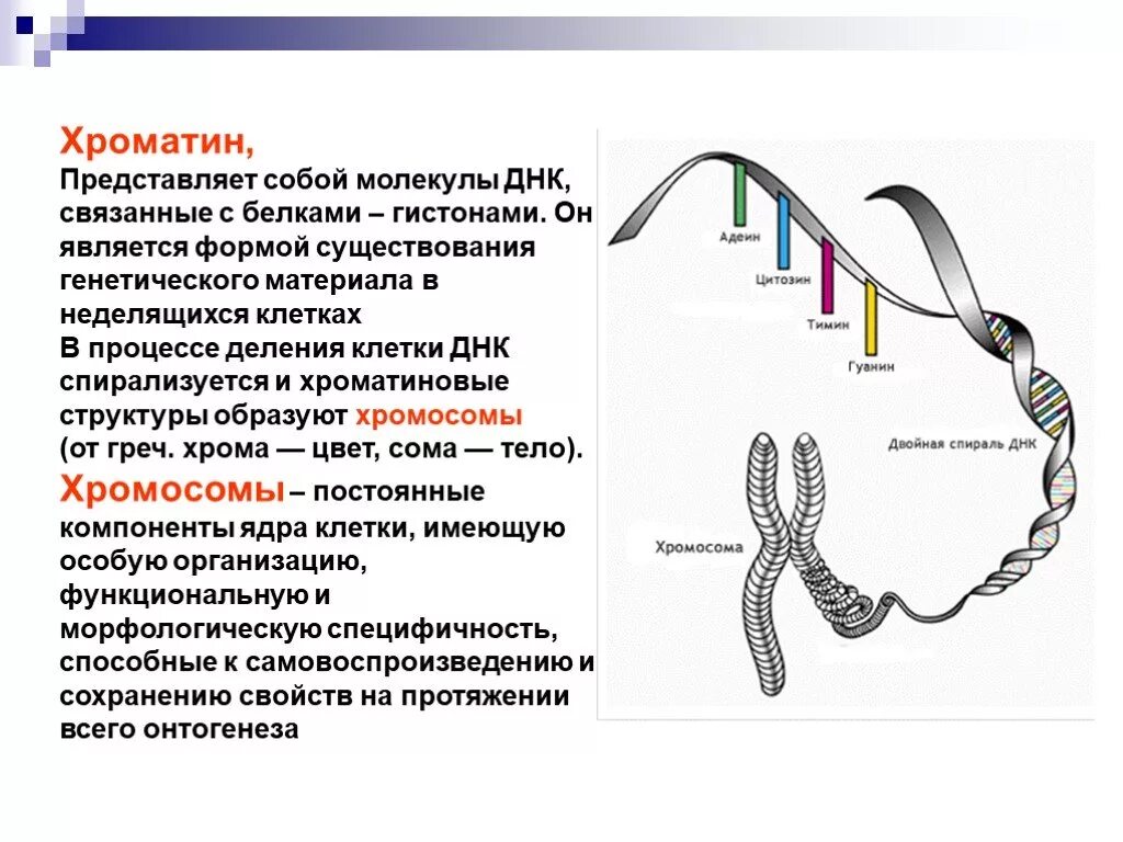 Сколько молекул днк в данной хромосоме. Что представляет собой хроматин. Молекулы ДНК связанные с белками. Хроматин и хромосомы. Строение хроматина и хромосомы.