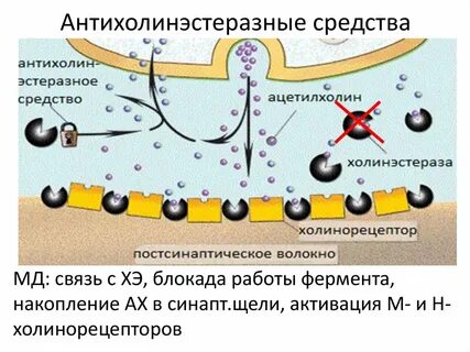 Холинэстераза это