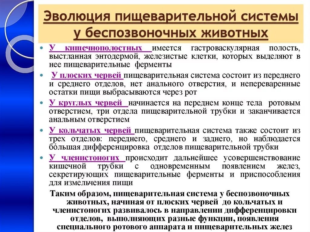 Развитие пищеварительной системы у животных. Эволюция пищеварительной системы. Эволюция преобразования пищеварительной системы. Развитие пищеварительной системы у беспозвоночных животных. Происхождение пищеварительной системы