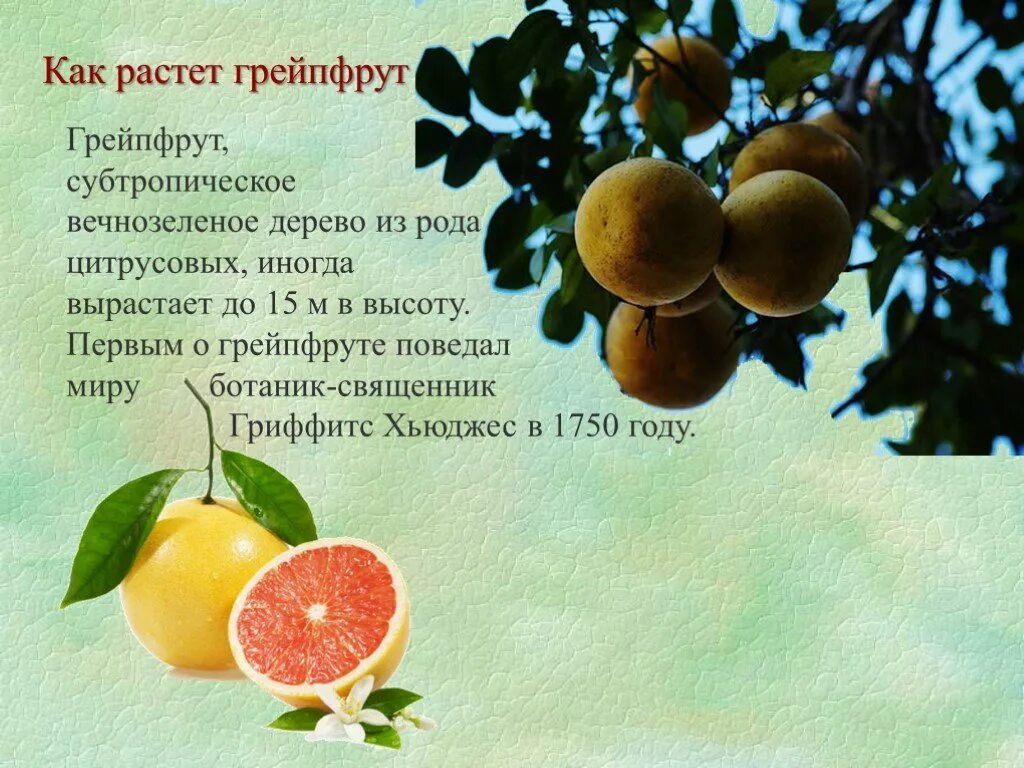 Поьела. Как растет грейпфрут. Грейпфрут дерево. Грейпфрут как растет дерево. Грейпфрут презентация.