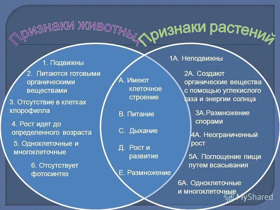 Виды поглощаемое пищи. Сообщение многообразие и значение грибов. Многообразие грибов и их значение в природе и жизни человека. Грибы питаются только готовыми органическими веществами.