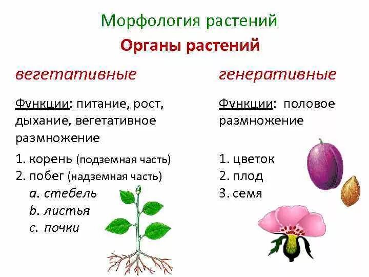 Строение растения в связи с условиями. Вегетативные органы и генеративные органы растений таблица. Функции вегетативных органов растений 6 класс. Морфология цветковых растений. Генеративные структуры цветкового растения.