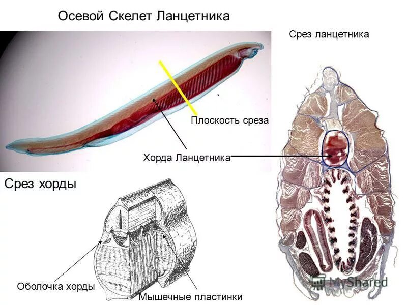 Строение хорды ланцетника. Осевой скелет ланцетника. Хорда ланцетник скелет. Хордовые осевой скелет.