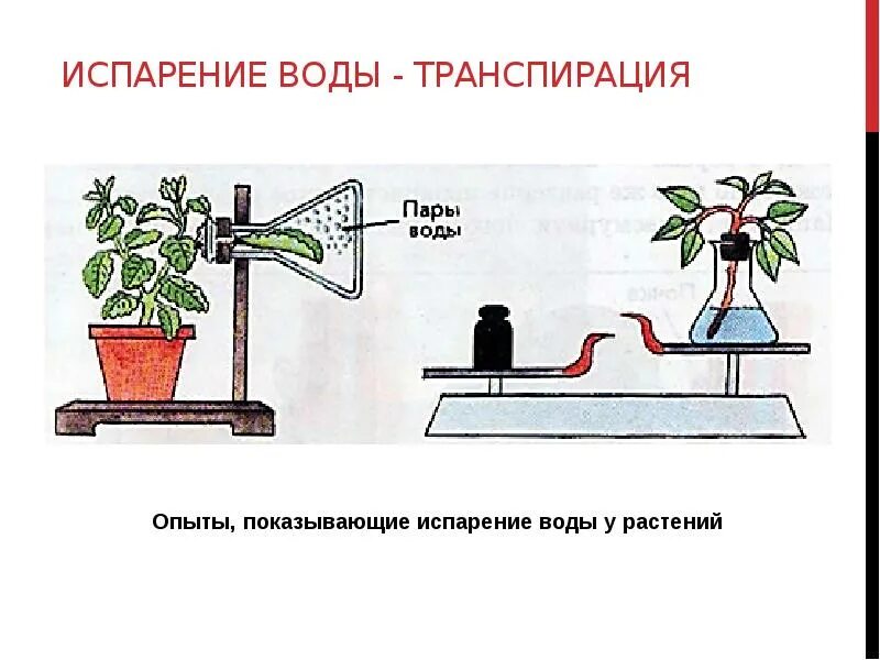 Транспирацию испарение воды. Испарение воды растениями транспирация. Испарение воды растениями Ботаническая наука. Схема транспирации растений. Опыт показывающий испарение воды растениями.