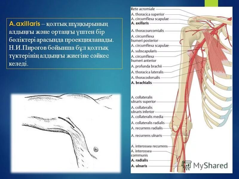 Sulcus brachii. A circumflexa humeri posterior. A circumflexa humeri posterior. Ветви подмышечной артерии анатомия. Arteria recurrens ulnaris.