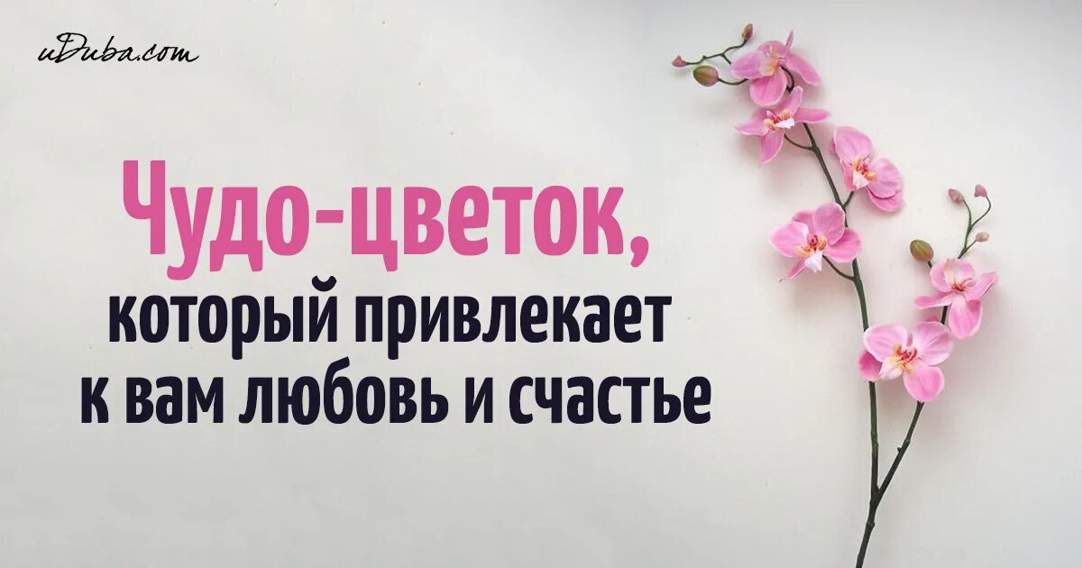 Какие цветы любовь приносит. Цветы приносящие счастье и любовь. цветы привлекающие любовь. цветы приносящие женское счастье и любовь. цветы которые притягивают любовь в дом.