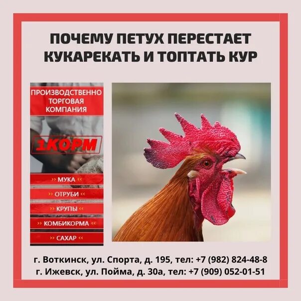 Петух утром кукарекал. Почему петух. Петух кукарекает. Петух не кукарекает.