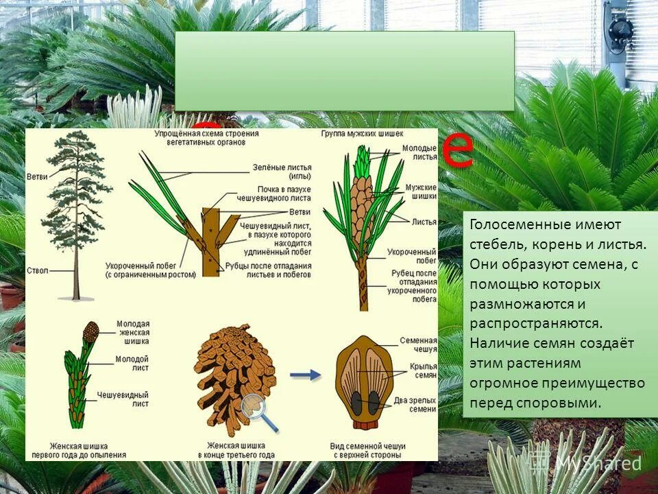 Тест по теме голосеменные и покрытосеменные. Отдел голосеменные растения 7 класс 1 вариант. Голосеменные биология 7 класс. Представители хвойных голосеменных растений. Представители отдела голосеменных растений.