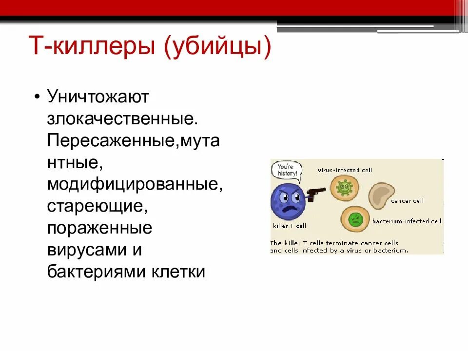 Т киллеры функции иммунология. Функции t киллеров. Т-лимфоциты-киллеры функция. Механизм действия т киллеров. Действия лимфоцитов