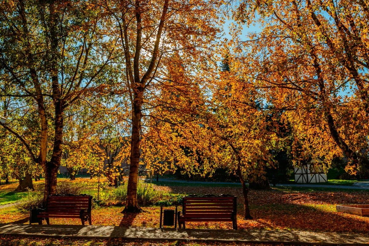 ораниенбаум парк осенний. золотая осень великий новгород. осенний великий устюг. юрьев монастырь новгород осень. смольниковское озеро великий устюг.