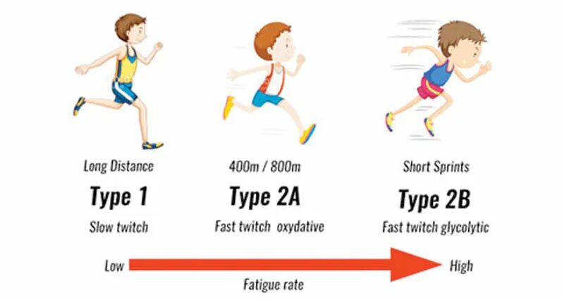 Types of muscle Fibers. Fast and Slow muscle Fibers. Fast Slow. Muscle Fibre Type. Fast order