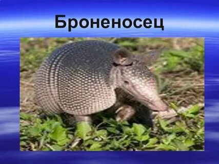 Где живет броненосец