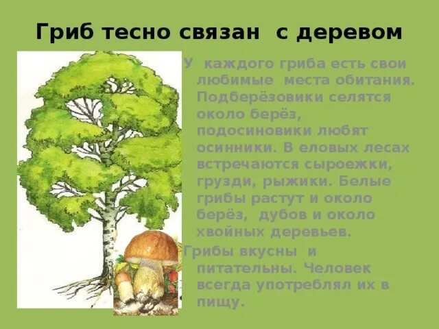 Как грибы связаны с деревьями. Как связана жизнь гриба и дерева. С какими растениями грибы тесно связаны в лесу. Взаимоотношение березы и березового гриба.