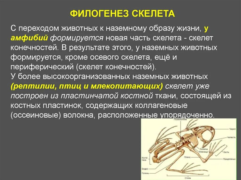 Филогенез примеры. Филогенез. Филогенез скелета. Филогенез скелета конечностей. Филогенез человека кратко.