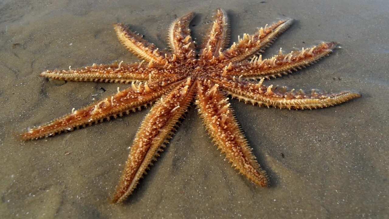 Иглокожие морские звезды. Шестиконечная морская звезда. Морские звезды в азовском море. Подводные обитатели красного моря. Круглая морская звезда.