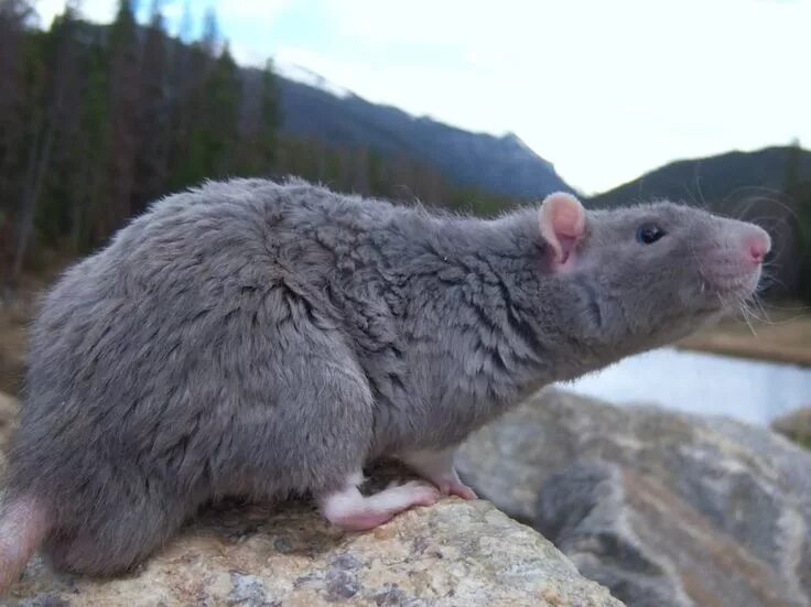 Blue rat