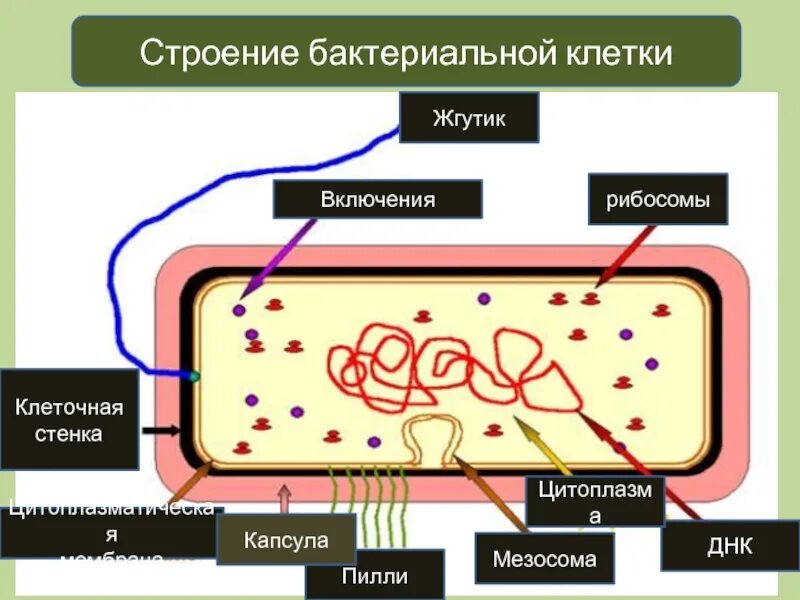 Мезосомы мембрана бактерий. Строение прокариотической бактериальной клетки. Цитоплазма бактериальной клетки. Прокариотическая клетка бактерии.