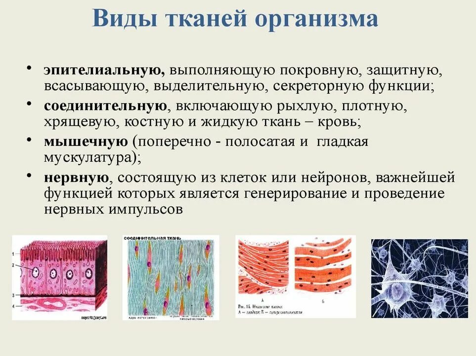 Отличие тканей. Эпителиальная и соединительная ткань. Ткани эпителиальная соединительная мышечная нервная. Эпителиальная и соединительная ткани и мышечные ткани. Эпителиальная ткань и соединительная ткань.