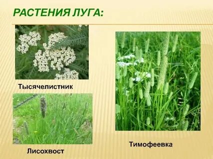 Растения троя