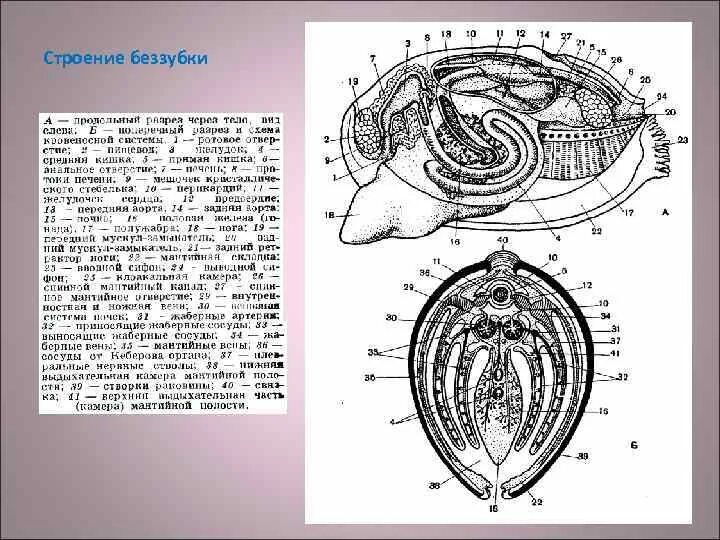 Внешнее и внутреннее строение беззубки. Внутреннее строение беззубки на продольном разрезе. внутреннее строение беззубки рисунок. внутреннее строение беззубки на продольном. строение беззубки схема внешнее.