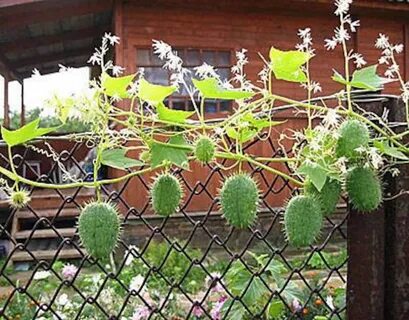 Curly Cucumber