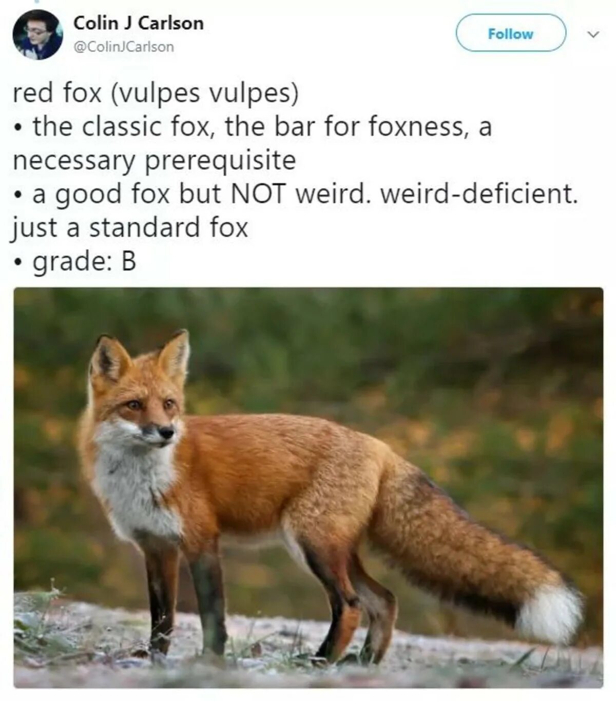 About Foxes. Стандартная лиса. About Red Fox. Классика лиса.