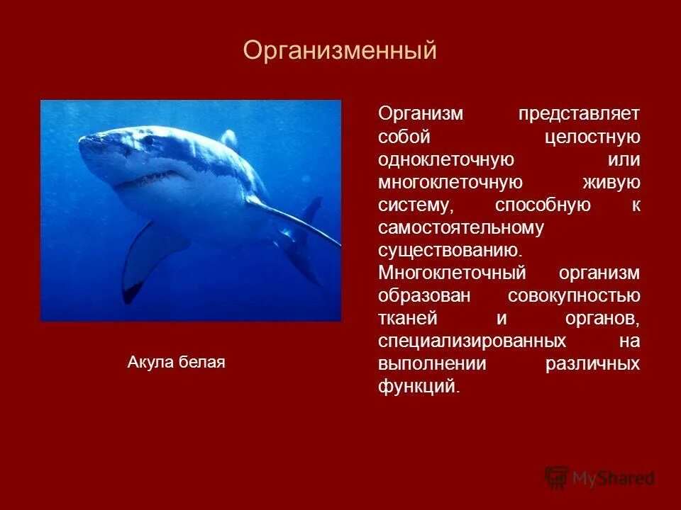 Миграция белых акул в теплые воды уровень организации. Живой организм представляет собой. Уровни организации живой материи организменный уровень. Миграция белых акул уровень организации. Живые тела представляют собой