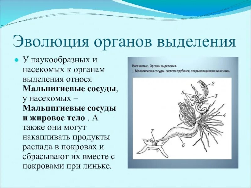 Органы выделения насекомых и паукообразных. Эволюция органов. Выделительная система насекомых и паукообразных. Эволюция органов выделения. Выделения беспозвоночных