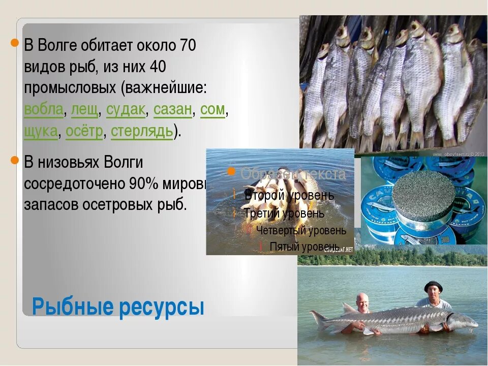 Богатство волги. Виды рыб в Волге. Ресурсы Волги. Промысловые рыбы реки Волги. Рыбные ресурсы Волги реки.