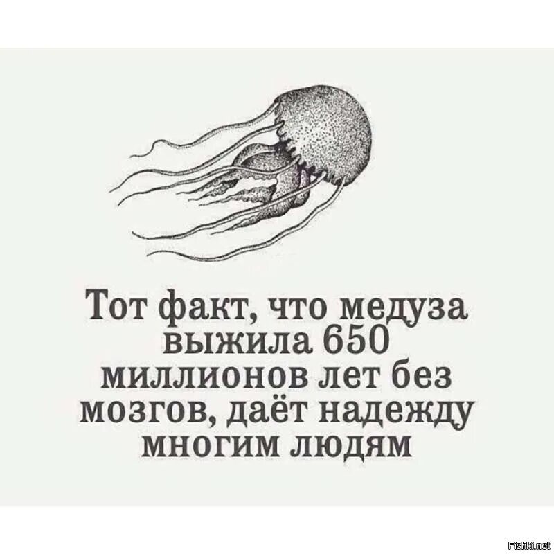 Жалкие факты. Тот факт что медуза выжила 650. Медуза живет без мозга. Тот факт что медуза выжила 650 миллионов лет без мозгов. Цитаты про мозг.