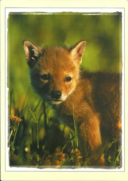 Звери взять. Слоган возьми из приюта собаку. Бездомные котята с надписями. Бездомные животные картинки. Звери взять.