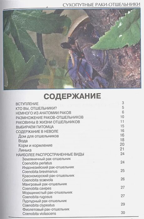 Отшельник содержание. Сухопутный рак-отшельник содержание. краб отшельник содержание в домашних условиях. книга рагде раки-отшельники. чем кормить отшельника.