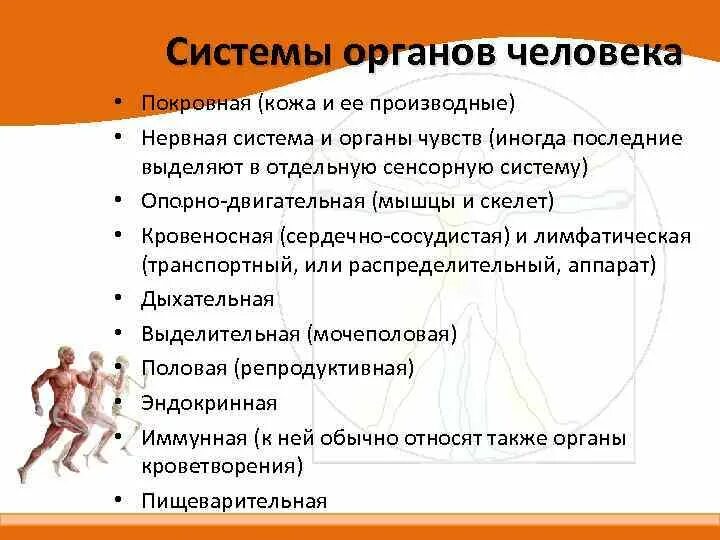 Деятельность других органов и систем. Системы организма. системы органов и обеспечение двигательной активности. деятельность организма человека. двигательная активность и ее влияние на системы организма..