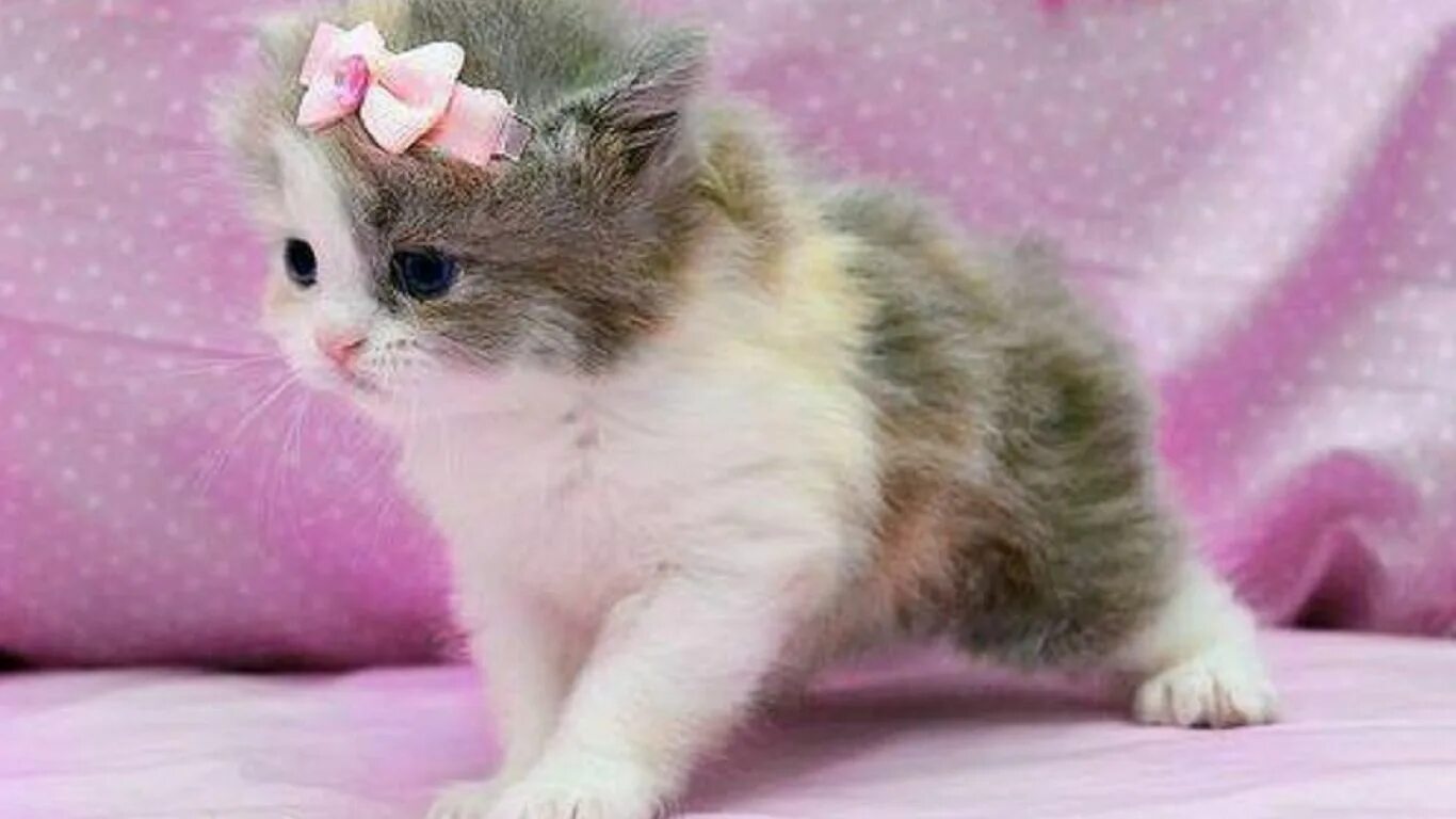 Красивые котята. Милые кошечки. Котенок с бантиком.