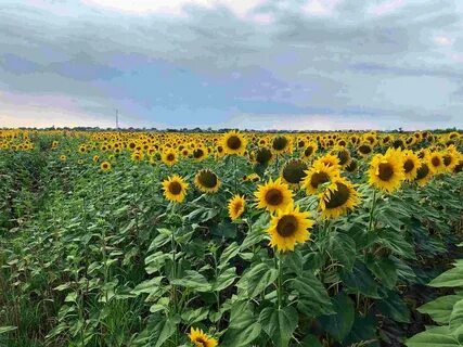 Подсолнечник технология