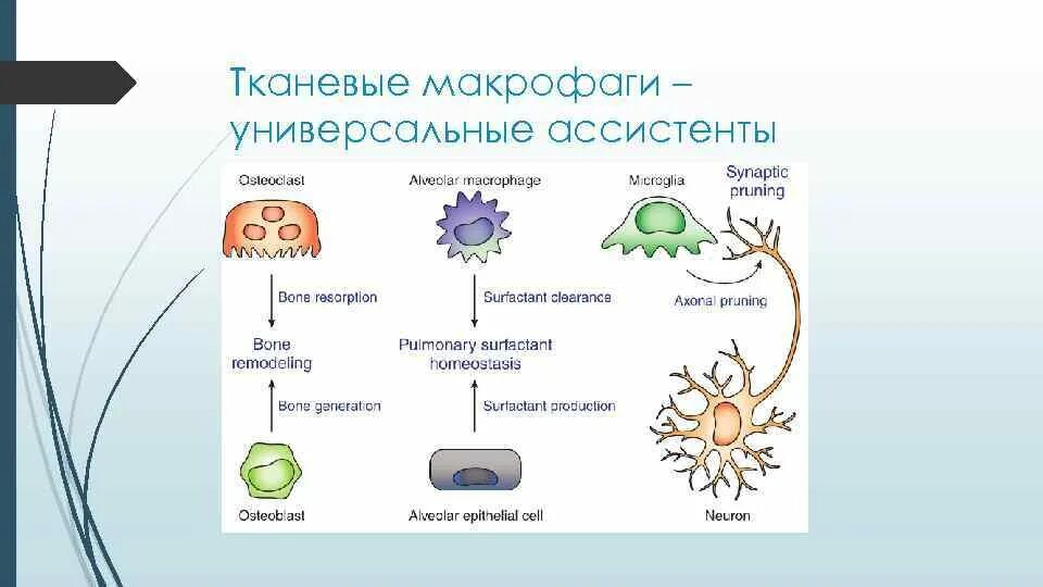 Макрофаги механизмы. Презентационная функция макрофагов. Презентации по макрофагам. Макро и микрофаги. Чем отличаются фиксированные и свободные макрофаги.