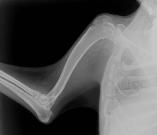 Синдром зудека лечение. Синдром Зудека рентген. Рентген плечевой кости собаки. Синдром Зудека плечевого сустава.