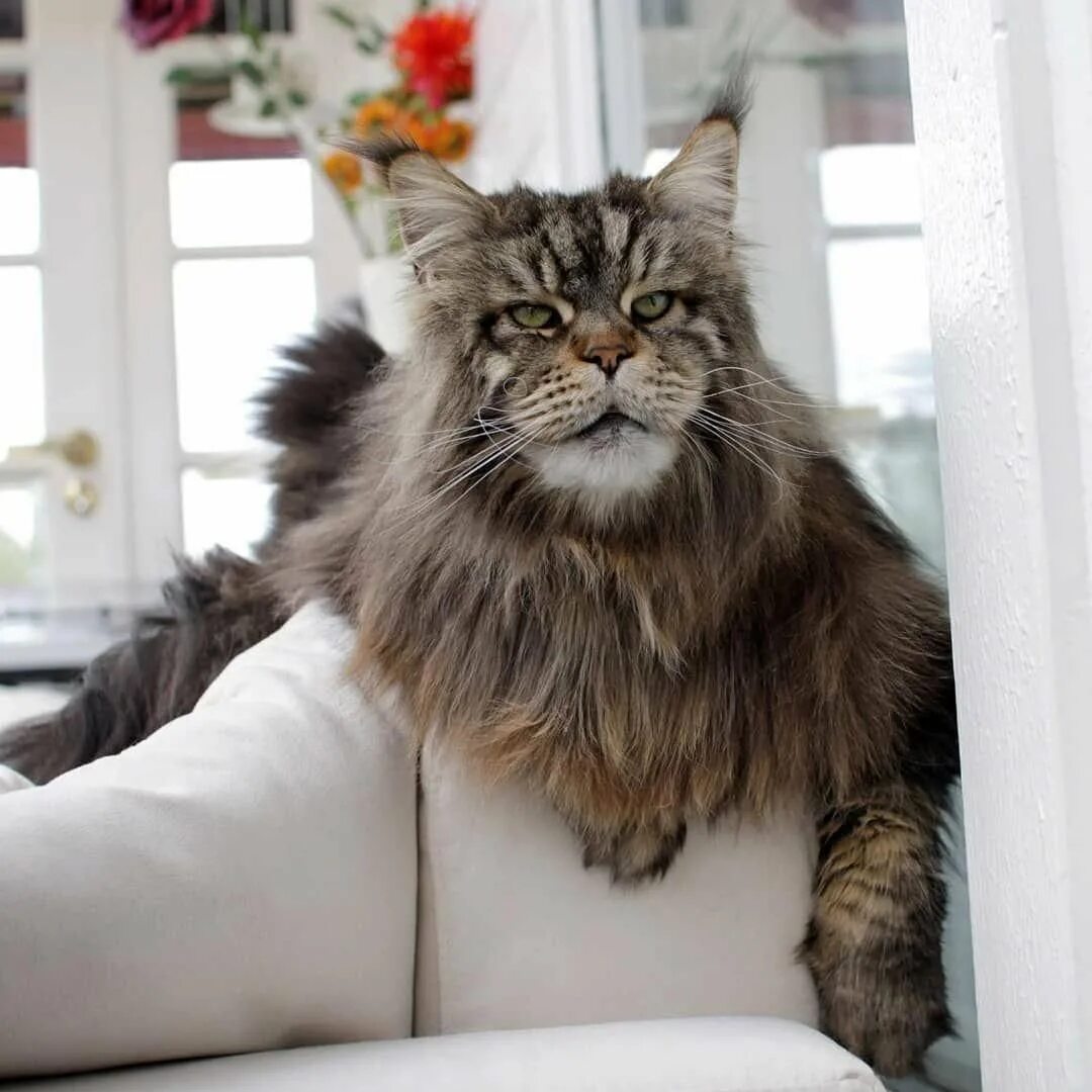 Самая большая домашняя кошка порода. Мейн-кун. Коты породы Мейн кун. Большой кот Мейн кун. Кошки гиганты Мейн кун.