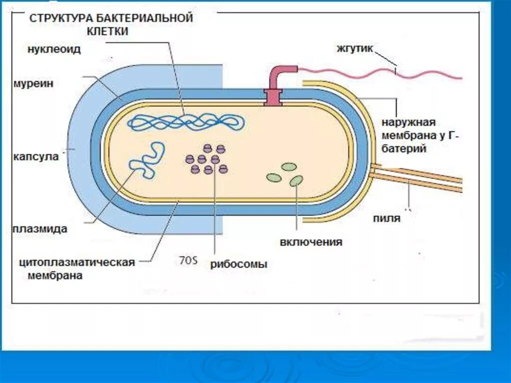 Какое строение у бактерий. Общая схема строения бактериальной клетки. Структура бактериальной клетки микробиология. Муреин в бактериальной клетке. Состав бактериальной клетки.