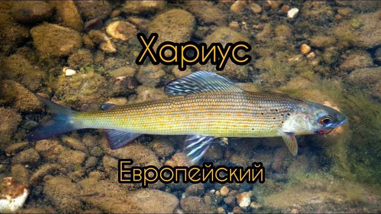 Сибирский хариус. Ведро хариуса. Сибирский хариус. Хариус уральский. Волжский хариус.