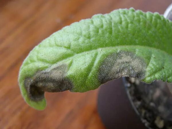 Help! What Are These Tiny White Bugs in My House? - Bob Vila