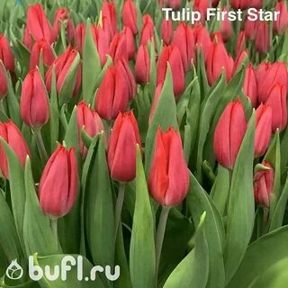 Тюльпан first