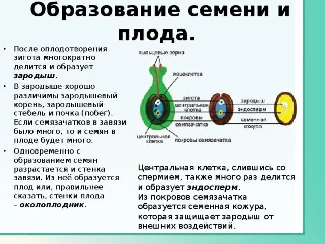 Орган который впоследствии образуется плоды с семенами. Двойное оплодотворение образование плодов и семян 6 класс. Образование семени и плода у цветковых растений. Двойное оплодотворение и образование плода. Плод формируется из завязи.