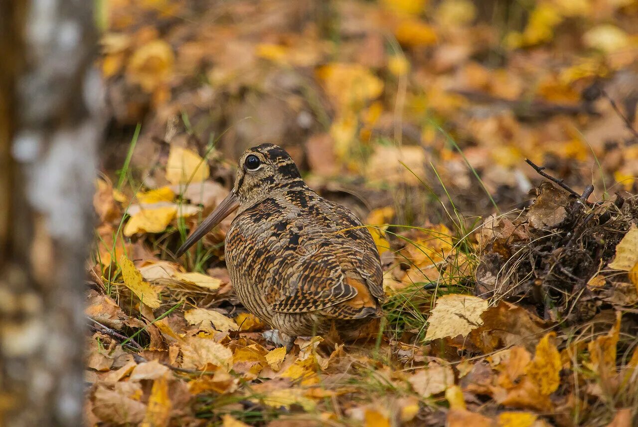 Весенняя охота на вальдшнепа. Вальдшнепа охота на вальдшнепа. Вальдшнеп в ленинградской области. Вальдшнеп картина. Охота на вальдшнепа осенью.