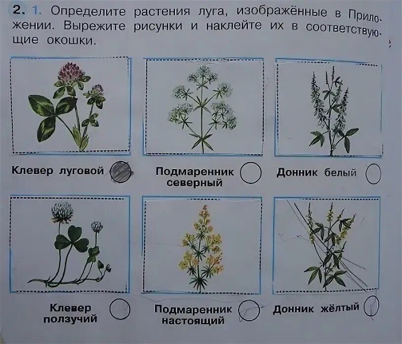 Определи растение на рисунке. Луг царство цветов и насекомых 3 класс. Луг царство цветов и насекомых 3 класс перспектива. Определи растения Луга. Луг и царство цветов насекомых 3 класс тетрадь.