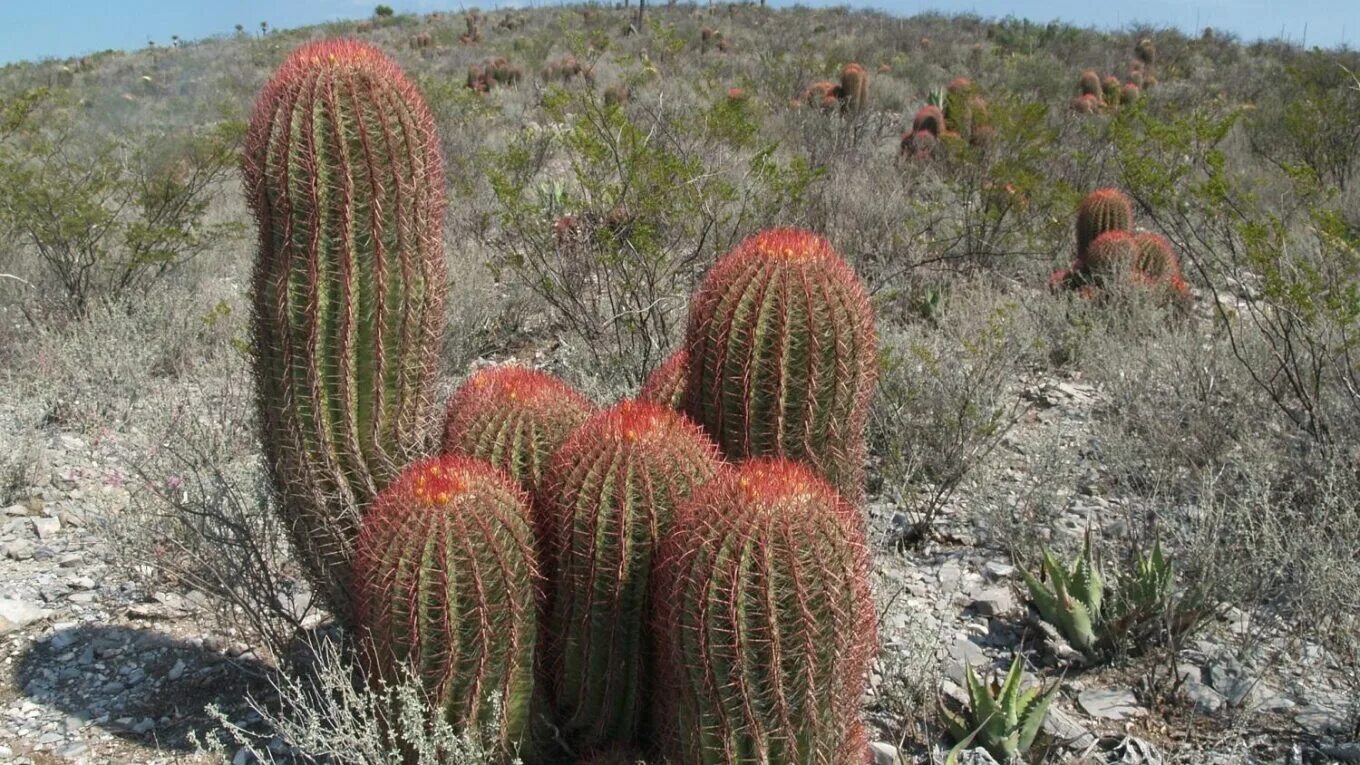 Mexican cactus. Кактус Ferocactus. Ферокактус Пилозус. Опунция Кактус Мексика. Кактусовые Флора Южной Америки.