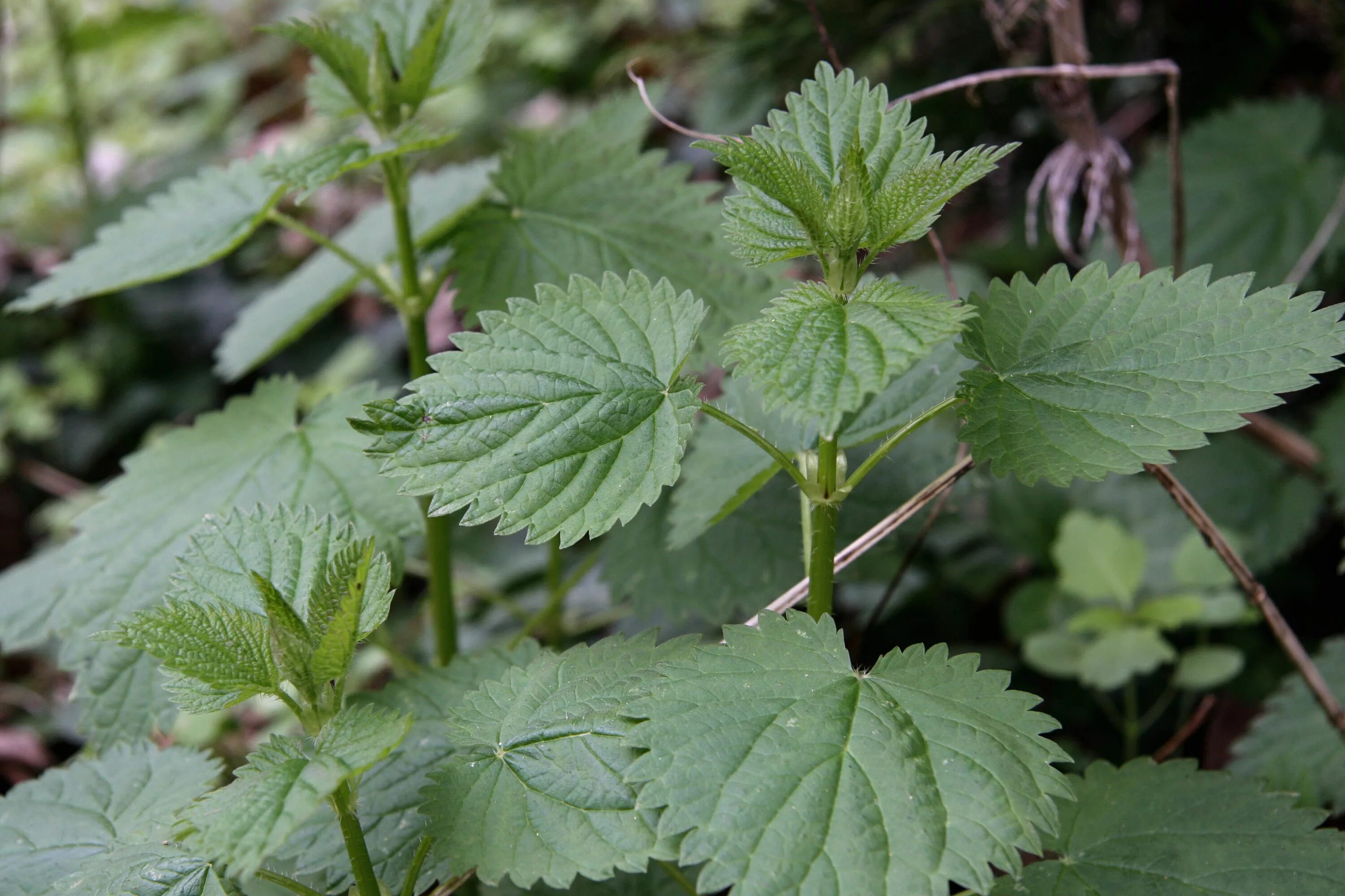 Крапива жгучее растение. Крапива двудомная (Urtica dioica). Крапива жабреелистная. Крапива жгучая и двудомная. Крапива жгучая (Urtica urens l.).